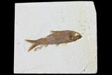 Fossil Fish (Knightia) With Coprolite - Pooping Fish #133942-1